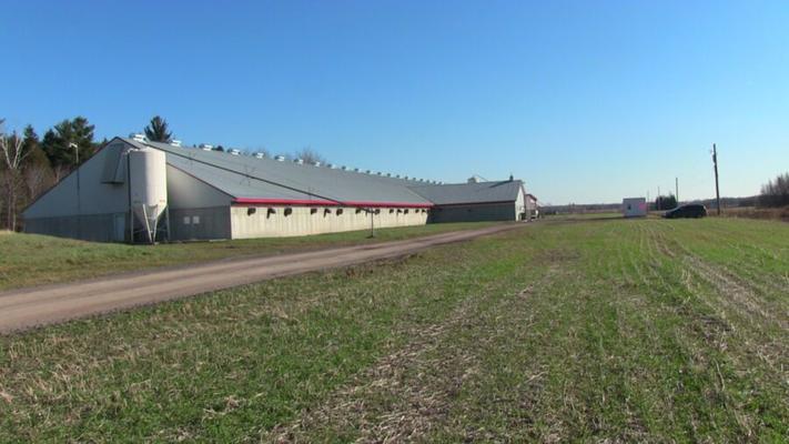 opérations chez les cochonnes