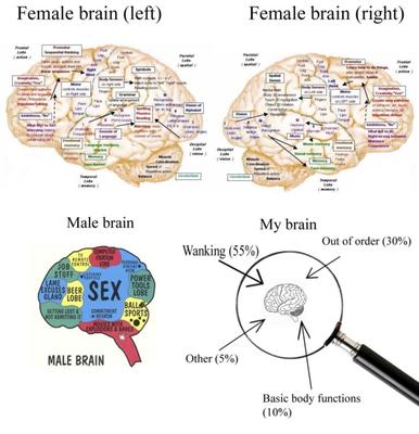 Comparación del cerebro