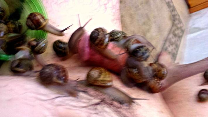 Happy Snails