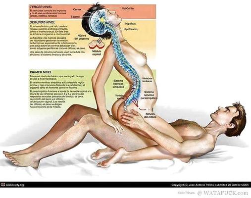 NIVELES DE DESEO EN EL CUERPO HUMANO